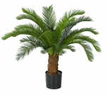 Cycas revolata (Vredespalm) 80cm